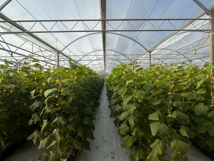  Integra A-T Inaugurates a Premium Greenhouse in Qatar: A Milestone in Sustainable Innovation