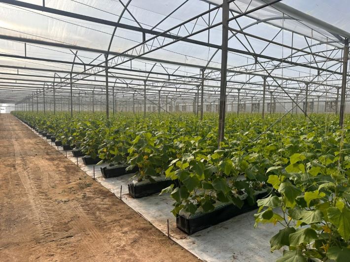  Integra A-T Inaugurates a Premium Greenhouse in Qatar: A Milestone in Sustainable Innovation