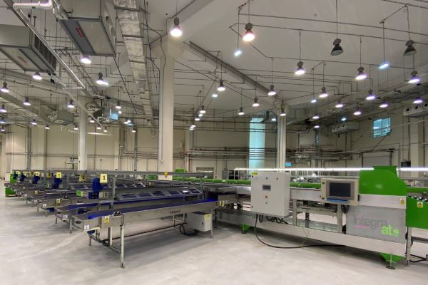 Post Harvest efficiency: How technology is revolutionizing post-greenhouse sorting & packaging.