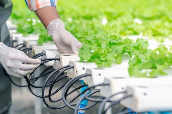 Smart water-saving strategies for your greenhouse