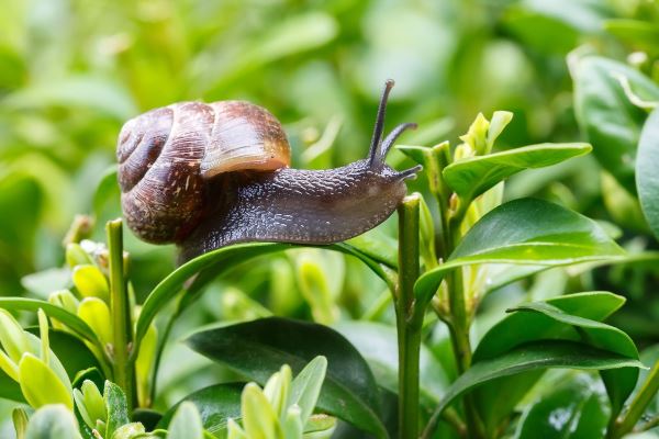 Innovation and opportunities in snail farming: The rise of specialized greenhouses