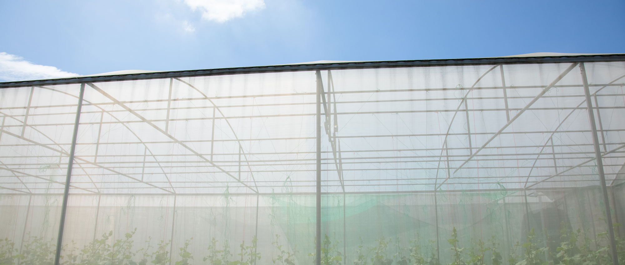 مظلات شبكية