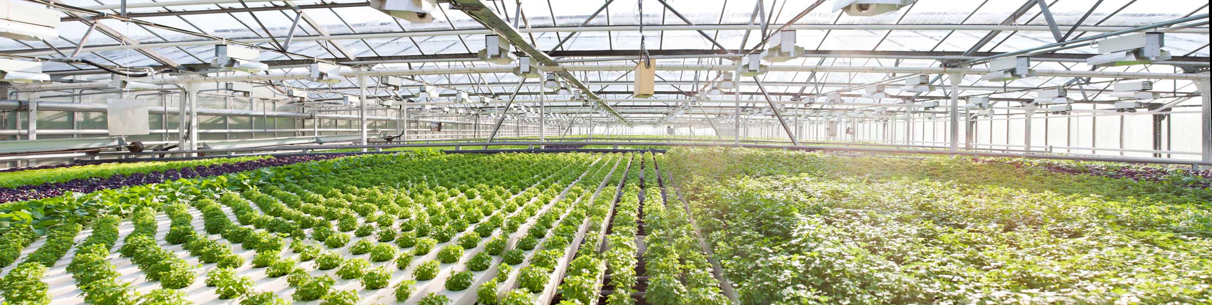 Irrigation for greenhouses