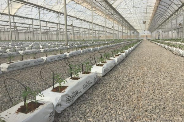 Invernaderos de polietileno