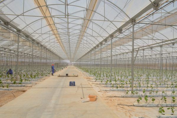 Invernaderos de plástico