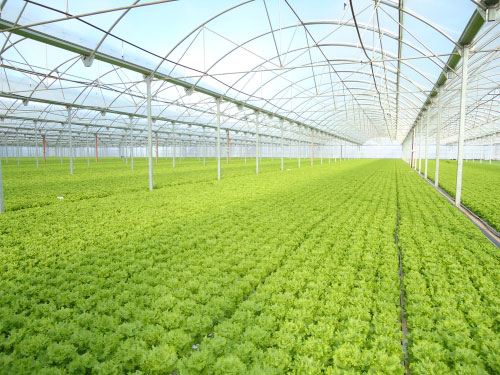 Invernaderos de policarbonato