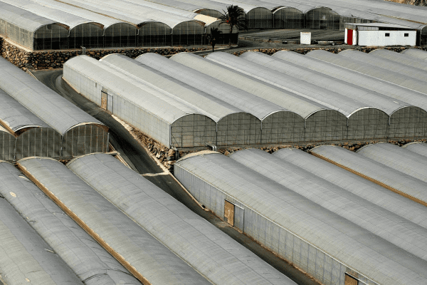 Construction of tunnel greenhouses