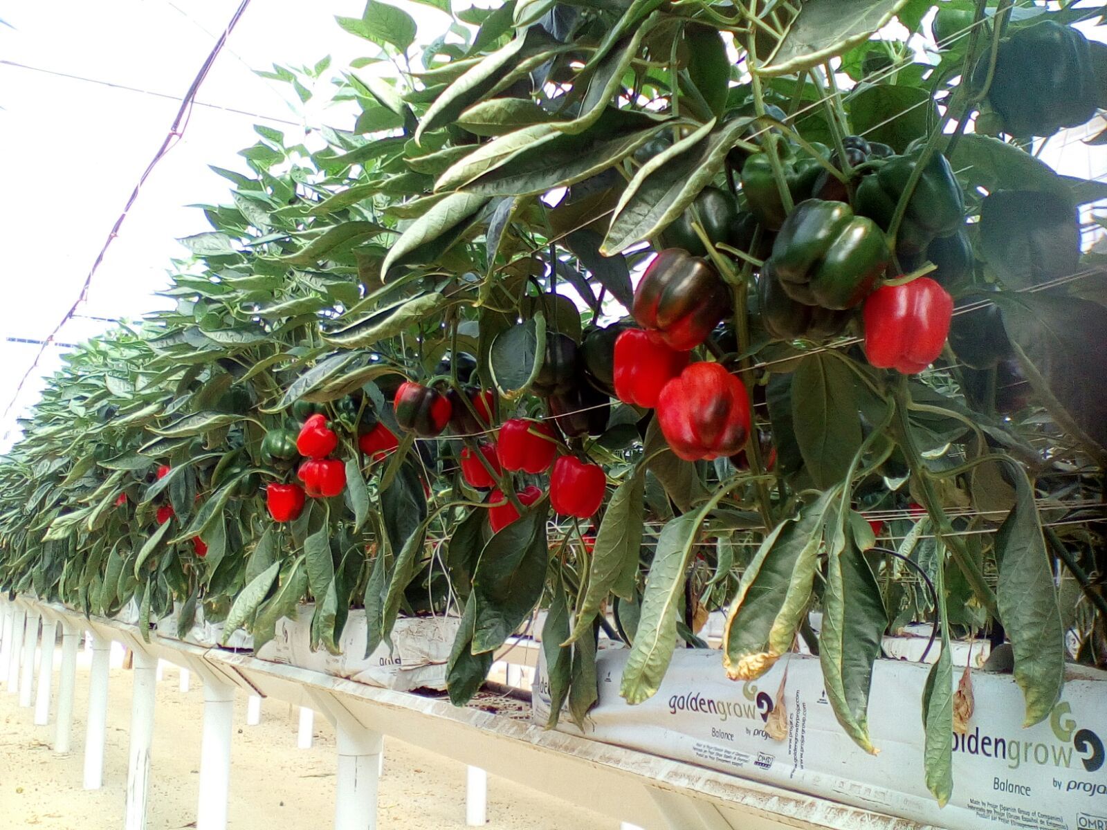 Integra Agricultura y Tecnología S.L.